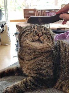 Theodore – Europäisch Kurzhaar, Männchen, 4 Jahre, 97525 Schwebheim – Foto 3