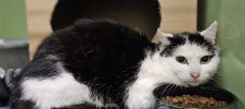 Theodore – Europäisch Kurzhaar, Männchen, 4 Jahre, 97525 Schwebheim – Foto 4