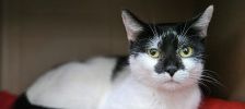Theodore – Europäisch Kurzhaar, Männchen, 4 Jahre, 97525 Schwebheim – Foto 5