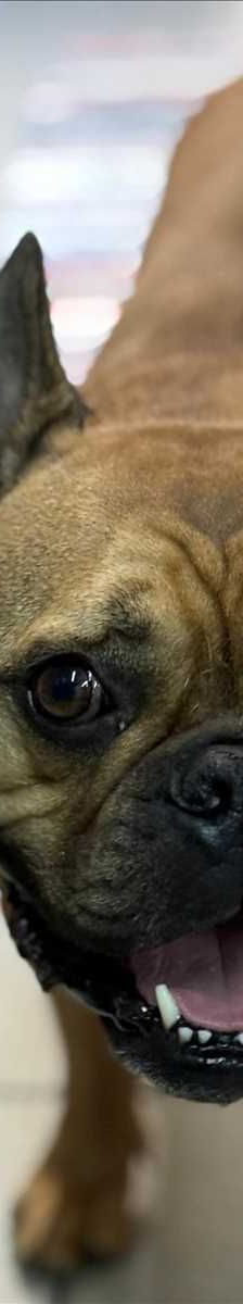 LOUIE – Französische Bulldogge, Männchen, 4 Jahre, 81829 München – Foto 2