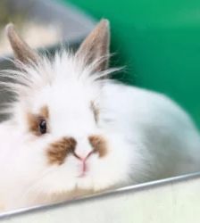 Milli – Löwenköpfchen, Weibchen, Alter unbekannt, 13057 Berlin – Foto 2
