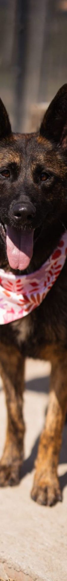Ciska – Belg. Schäferhund-Mischling, Weibchen, 3 Monate, Nordic Strays e.V. – Foto 1