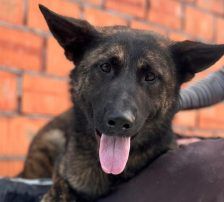 Ciska – Belg. Schäferhund-Mischling, Weibchen, 3 Monate, Nordic Strays e.V. – Foto 2