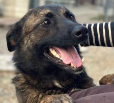 Ciska – Belg. Schäferhund-Mischling, Weibchen, 3 Monate, Nordic Strays e.V. – Foto 3
