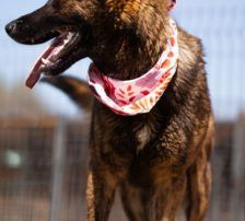 Ciska – Belg. Schäferhund-Mischling, Weibchen, 3 Monate, Nordic Strays e.V. – Foto 4