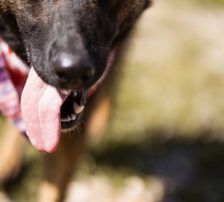 Ciska – Belg. Schäferhund-Mischling, Weibchen, 3 Monate, Nordic Strays e.V. – Foto 5