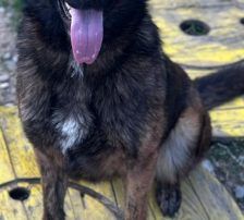 Ciska – Belg. Schäferhund-Mischling, Weibchen, 3 Monate, Nordic Strays e.V. – Foto 6