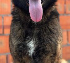 Ciska – Belg. Schäferhund-Mischling, Weibchen, 3 Monate, Nordic Strays e.V. – Foto 7