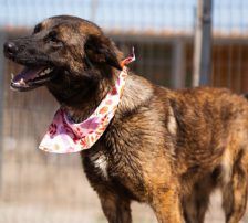 Ciska – Belg. Schäferhund-Mischling, Weibchen, 3 Monate, Nordic Strays e.V. – Foto 8