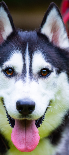 Floki – Husky, Männchen, 3 Jahre, 28357 Bremen – Foto 1