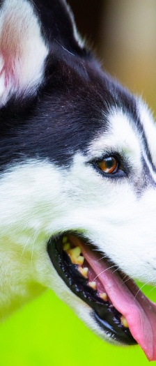Floki – Husky, Männchen, 3 Jahre, 28357 Bremen – Foto 2
