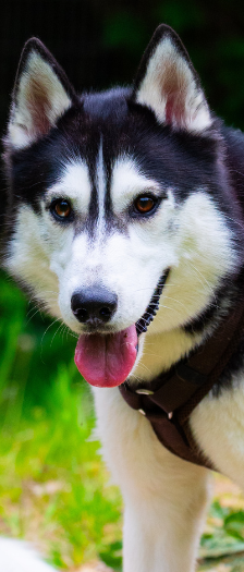 Floki – Husky, Männchen, 3 Jahre, 28357 Bremen – Foto 3