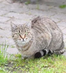 Jolanda – EKH, Weibchen, 7 Jahre, 13057 Berlin – Foto 5