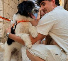Asterix – Mischling, Männchen, Alter unbekannt, Nordic Strays e.V. – Foto 2