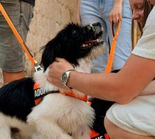 Asterix – Mischling, Männchen, Alter unbekannt, Nordic Strays e.V. – Foto 3