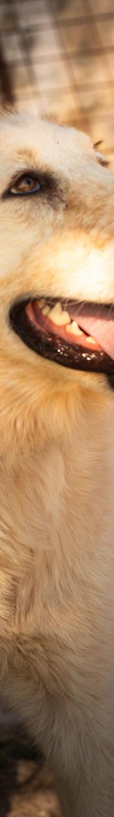 Asterix – Mischling, Männchen, Alter unbekannt, Nordic Strays e.V. – Foto 5