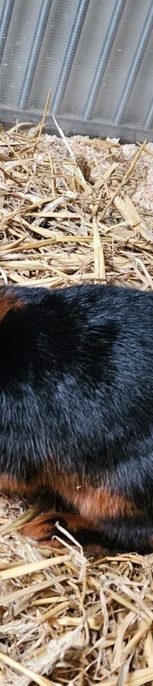 Keks – Lohkaninchen, Männchen, 8 Monate, 97816 Lohr – Foto 1
