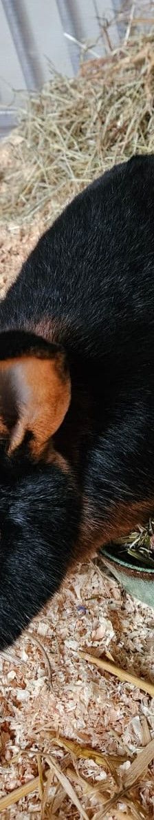 Keks – Lohkaninchen, Männchen, 8 Monate, 97816 Lohr – Foto 3