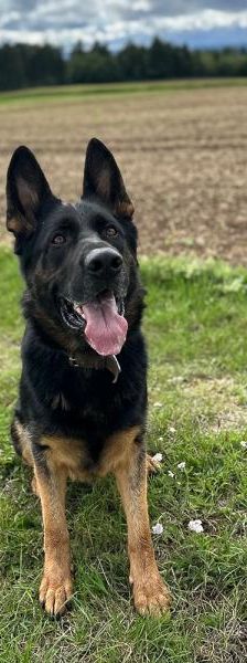 Clay – Schäferhund, Männchen, 3 Jahre, 45141 Essen – Foto 1