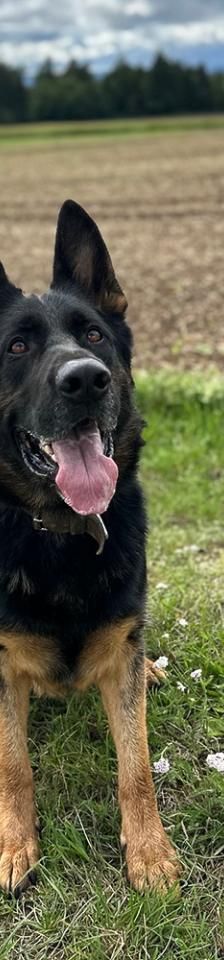 Clay – Schäferhund, Männchen, 3 Jahre, 45141 Essen – Foto 2