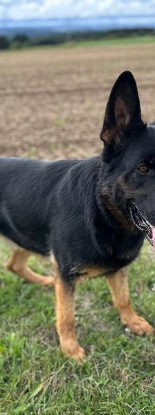 Clay – Schäferhund, Männchen, 3 Jahre, 45141 Essen – Foto 3