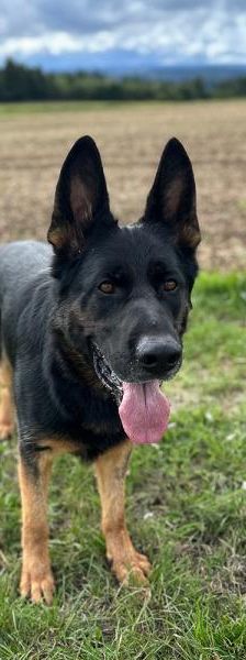 Clay – Schäferhund, Männchen, 3 Jahre, 45141 Essen – Foto 4