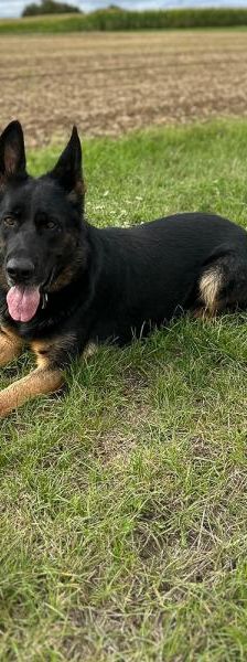 Clay – Schäferhund, Männchen, 3 Jahre, 45141 Essen – Foto 5