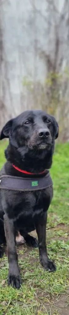 Toto – Labrador-Mix, Männchen, 6 Jahre 5 Monate, 13057 Berlin – Foto 1