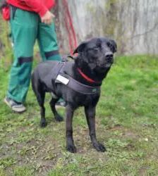 Toto – Labrador-Mix, Männchen, 6 Jahre 5 Monate, 13057 Berlin – Foto 2
