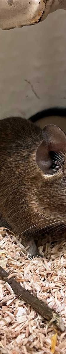 ERBSE – Degu, Männchen, 1 Jahr, 81829 München – Foto 1