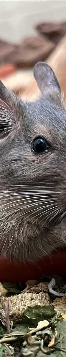 ERBSE – Degu, Männchen, 1 Jahr, 81829 München – Foto 2