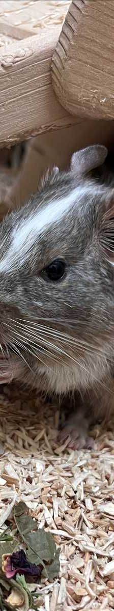 ERBSE – Degu, Männchen, 1 Jahr, 81829 München – Foto 3