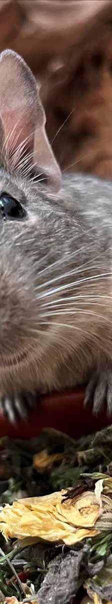 ERBSE – Degu, Männchen, 1 Jahr, 81829 München – Foto 4