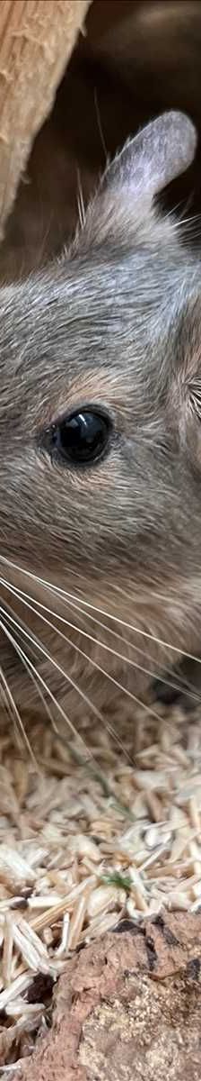 ERBSE – Degu, Männchen, 1 Jahr, 81829 München – Foto 5