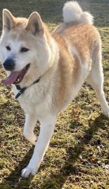 Ace – Akita Inu, Männchen, 3 Jahre 2 Monate, 70195 Stuttgart-Botnang – Foto 1