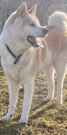 Ace – Akita Inu, Männchen, 3 Jahre 2 Monate, 70195 Stuttgart-Botnang – Foto 2
