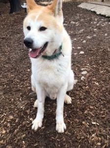 Ace – Akita Inu, Männchen, 3 Jahre 2 Monate, 70195 Stuttgart-Botnang – Foto 11