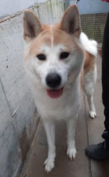 Ace – Akita Inu, Männchen, 3 Jahre 2 Monate, 70195 Stuttgart-Botnang – Foto 12