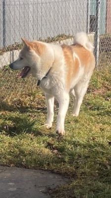 Ace – Akita Inu, Männchen, 3 Jahre 2 Monate, 70195 Stuttgart-Botnang – Foto 3