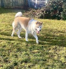 Ace – Akita Inu, Männchen, 3 Jahre 2 Monate, 70195 Stuttgart-Botnang – Foto 4