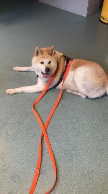 Ace – Akita Inu, Männchen, 3 Jahre 2 Monate, 70195 Stuttgart-Botnang – Foto 5