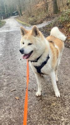 Ace – Akita Inu, Männchen, 3 Jahre 2 Monate, 70195 Stuttgart-Botnang – Foto 6