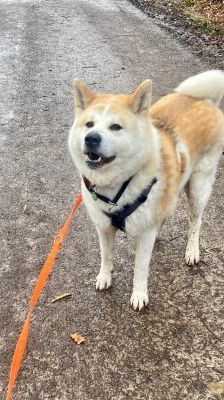 Ace – Akita Inu, Männchen, 3 Jahre 2 Monate, 70195 Stuttgart-Botnang – Foto 7