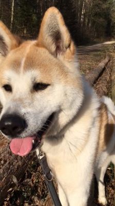 Ace – Akita Inu, Männchen, 3 Jahre 2 Monate, 70195 Stuttgart-Botnang – Foto 9