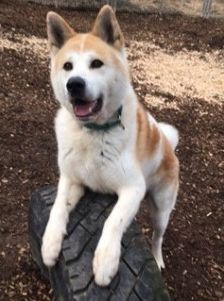 Ace – Akita Inu, Männchen, 3 Jahre 2 Monate, 70195 Stuttgart-Botnang – Foto 10