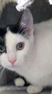 Diva – Katze, Weibchen, 7 Monate, 39576 Stendal – Foto 1