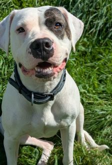 Mia – Dogo Argentino / American Bulldog Mix, Weibchen, 1 Jahr, 97074 Würzburg – Foto 1