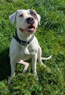 Mia – Dogo Argentino / American Bulldog Mix, Weibchen, 1 Jahr, 97074 Würzburg – Foto 4