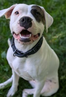 Mia – Dogo Argentino / American Bulldog Mix, Weibchen, 1 Jahr, 97074 Würzburg – Foto 5