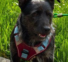 Jelena – Terrier-Mix, Weibchen, 4 Jahre, Nordic Strays e.V. – Foto 2